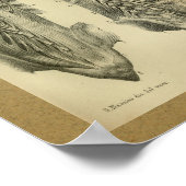 1850 Vintage Anatomie DruckRückenmuskeln Poster (Ecke)