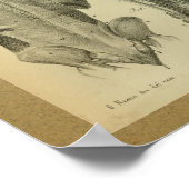 1850 Vintage Anatomie DruckRückenmuskeln Poster (Ecke)