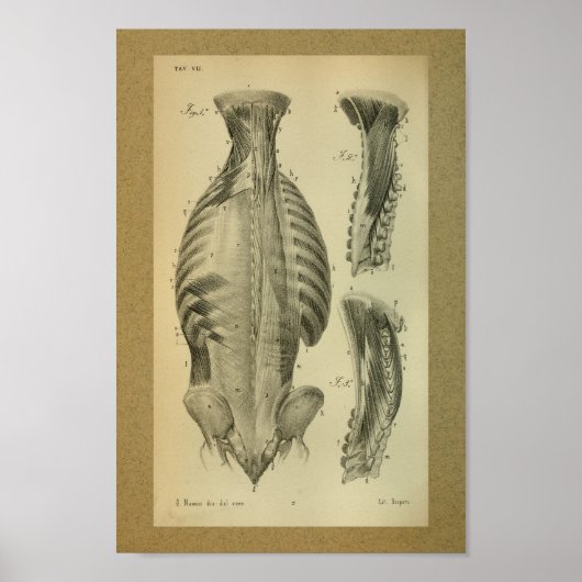 1850 Vintage Anatomie DruckRückenmuskeln Poster (Vorne)