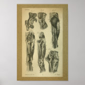 1850 Vintage Anatomie Druckschleimmuskeln Poster (Vorne)