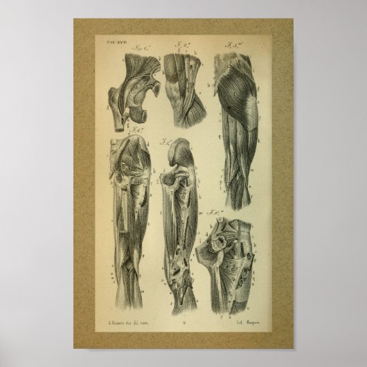 1850 Vintage Anatomie Druckschleimmuskeln Poster (Vorne)