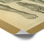 1850 Vintage Anatomie Druckschleimmuskeln Poster (Ecke)