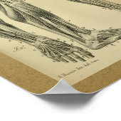 1850 Vintage Anatomie Druckschleimmuskeln Poster (Ecke)