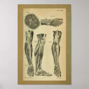 1850 Vintage Anatomie Druckschleimmuskeln Poster