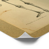 1850 Vintage Anatomie Druckskelett Poster (Ecke)