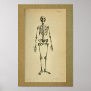 1850 Vintage Anatomie Druckskelett Poster