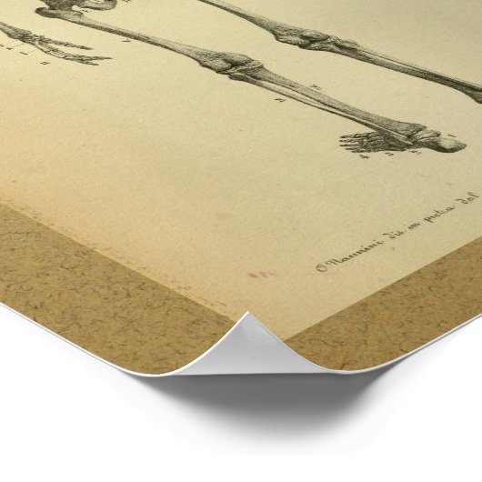 1850 Vintage Anatomie Druckskelett Poster (Ecke)