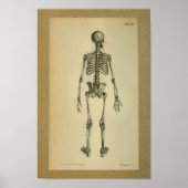 1850 Vintage Anatomie Druckskelett Poster (Vorne)