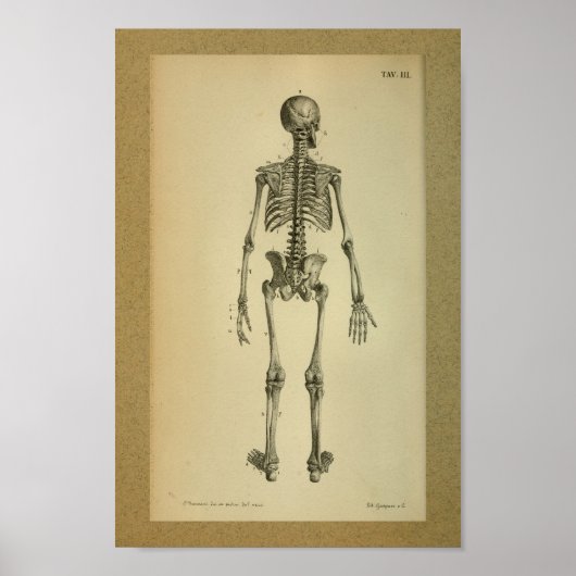 1850 Vintage Anatomie Druckskelett Poster (Vorne)