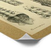 1850 Vintage Anatomie Druckspinalspalte Poster (Ecke)