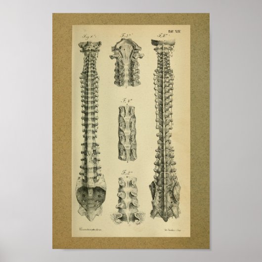 1850 Vintage Anatomie Druckspinalspalte Poster (Vorne)