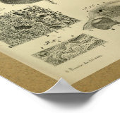 1850 Vintage Anatomie Druckstomach Poster (Ecke)