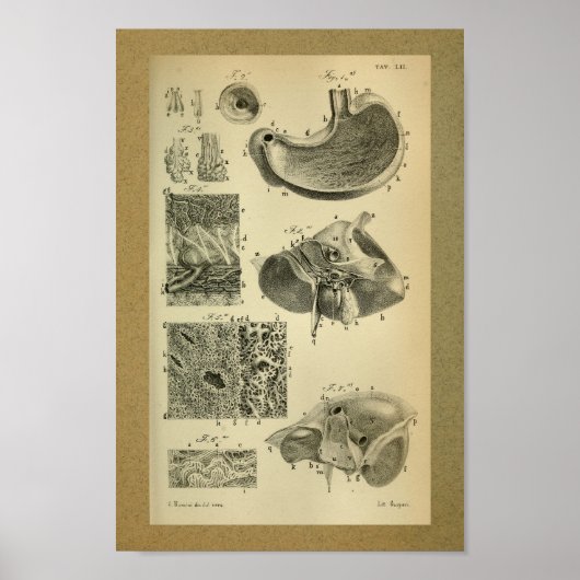 1850 Vintage Anatomie Druckstomach Poster (Vorne)