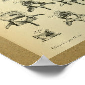 1850 Vintage Anatomie DruckWirbelsäule Poster (Ecke)