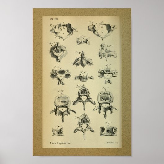1850 Vintage Anatomie DruckWirbelsäule Poster (Vorne)