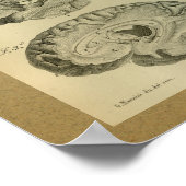 1850 Vintage Anatomie-Gehirnlobes Poster (Ecke)
