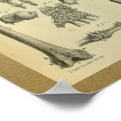 1850 Vintage Anatomie Handgelenk Poster (Ecke)