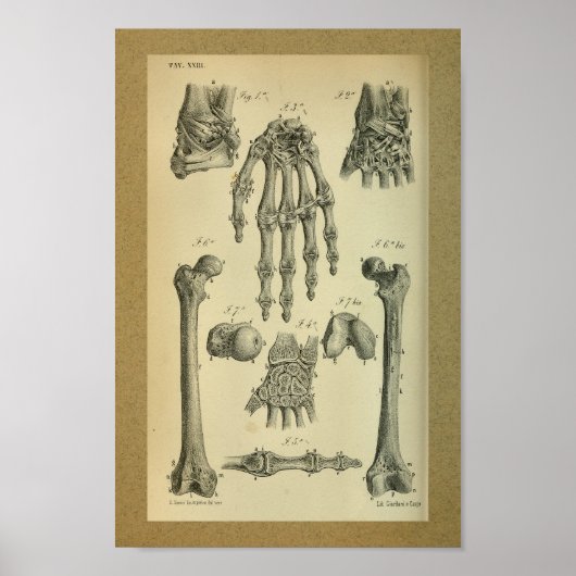 1850 Vintage Anatomie Handgelenk Poster (Vorne)