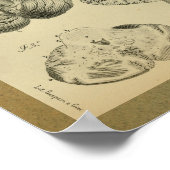 1850 Vintage Anatomie Print Brain Cerebellum Poster (Ecke)