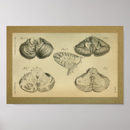 1850 Vintage Anatomie Print Brain Cerebellum Poster (Vorne)