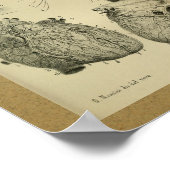 1850 Vintage Anatomie Print Human Heart Poster (Ecke)