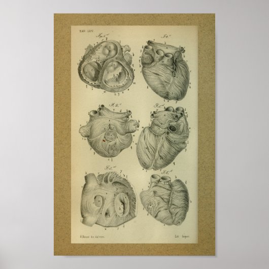 1850 Vintage Anatomie Print Human Heart Poster (Vorne)