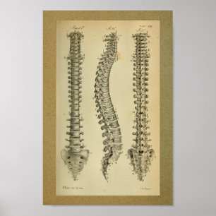1850 Vintage Anatomie Print Human Spine Poster