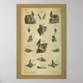 1850 Vintage Anatomie Print Maxilla Poster (Vorne)