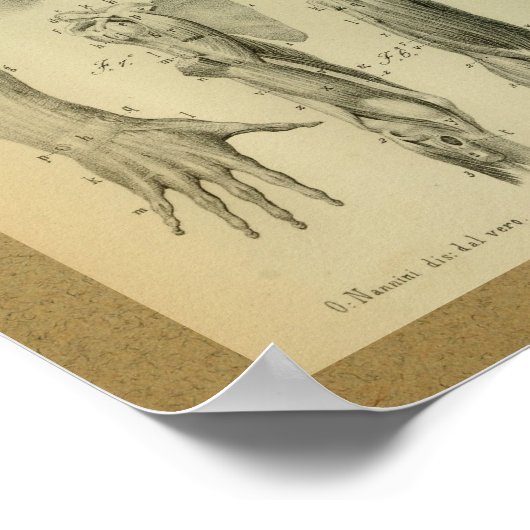 1850 Vintage Anatomie Schultermuskeln Poster (Ecke)