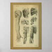 1850 Vintage Anatomie Schultermuskeln Poster (Vorne)