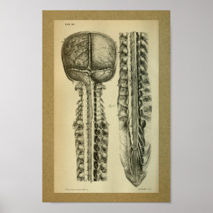 1850 Vintager Anatomie-Druck-Gehirn-Dorn Poster