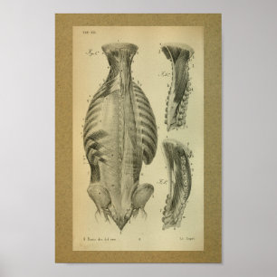 1850 Vintager Anatomie-Druck-spinale Muskeln Poster