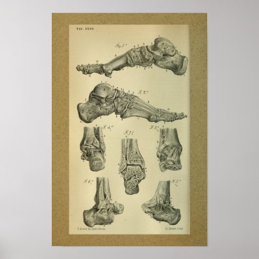 1850 Vintager Anatomie Druckfussknöchel Poster (Vorne)