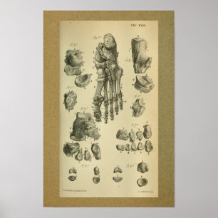 1850 Vintager Anatomie Druckfussknöchel Poster