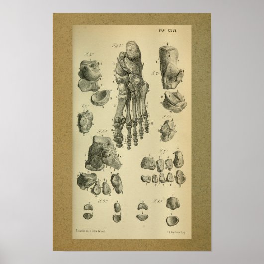 1850 Vintager Anatomie Druckfussknöchel Poster (Vorne)