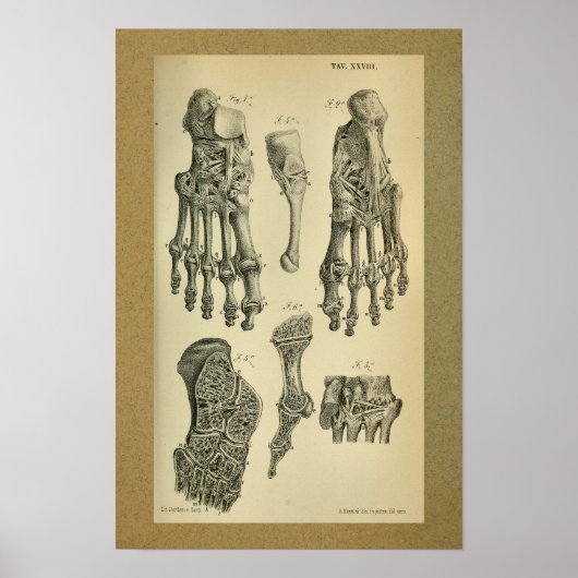 1850 Vintager Anatomie Druckfussknöchel Poster (Vorne)