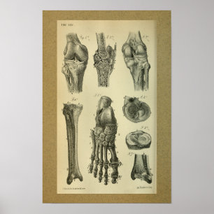 1850 Vintages Anatomie-Druck-Fuß-Knie Poster