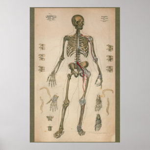 1851 alte Skelettanatomie-Tafel Poster