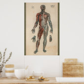 1851 Vintage Anatomie der Blutversorgung Poster (Küche)