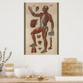 1851 Vintage Anatomie der Muskeln Poster (Küche)