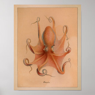 1851 Vintage-Farbdruck eines Oktopus Poster
