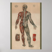 1851 Vintage Nerven Muskelanatomie Diagramm Poster (Vorne)