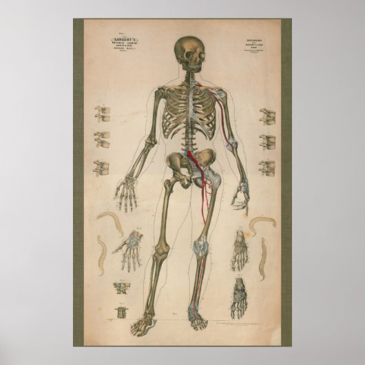 1851 Vintage Skelettanatomie Poster (Vorne)