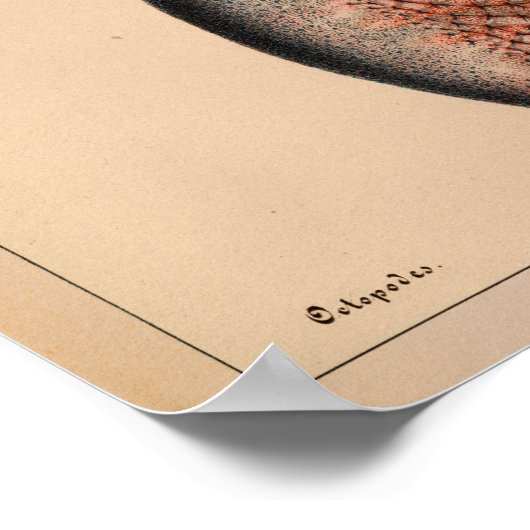 1851 Vintager Oktopus Poster (Ecke)