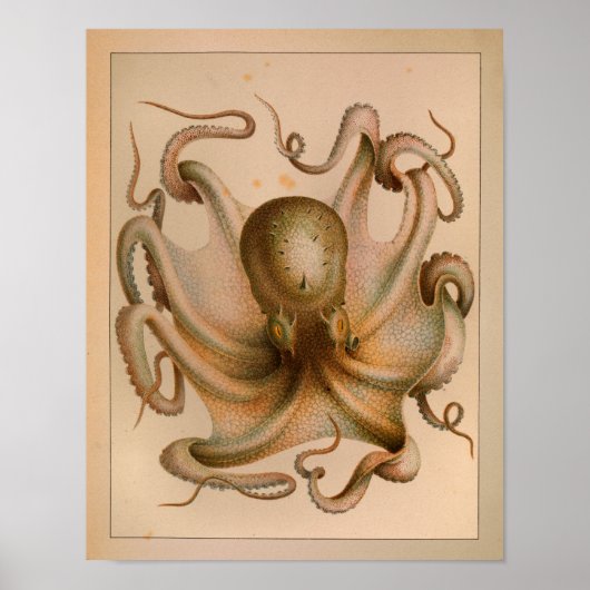 1851 Vintager Oktopus Poster (Vorne)