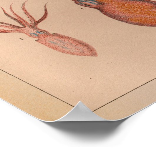 1851 Vintager Oktopus Poster (Ecke)