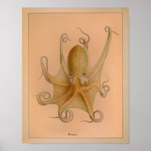 1851 Vintager Oktopus Poster (Vorne)