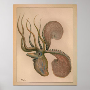 1851 Vintager Oktopus Poster