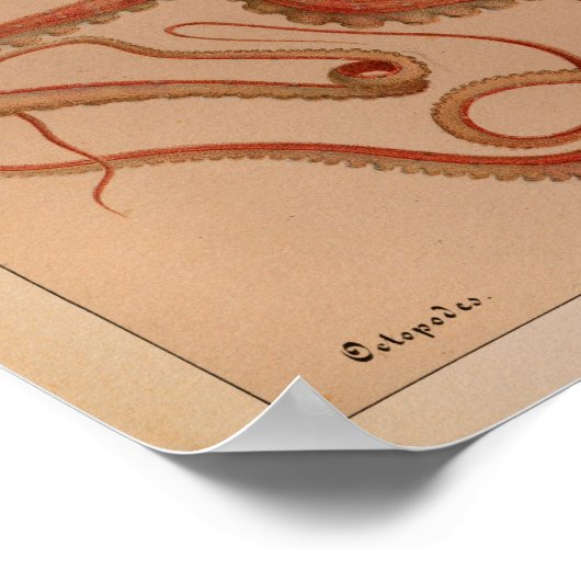 1851 Vintager Oktopus Poster (Ecke)