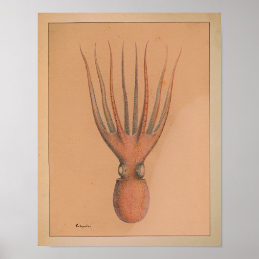 1851 Vintager Oktopus Poster (Vorne)